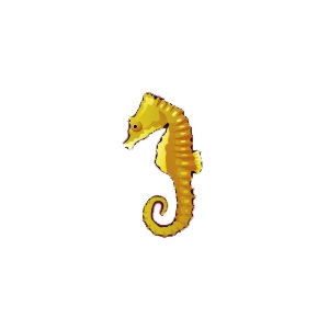 Dwarf Seahorse